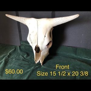 Cow Skull